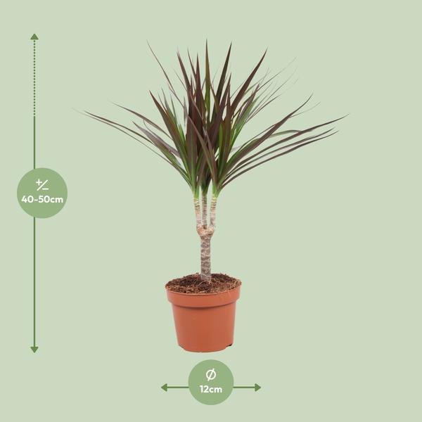 Dracaena Magenta - ↕50cm - Ø12cm