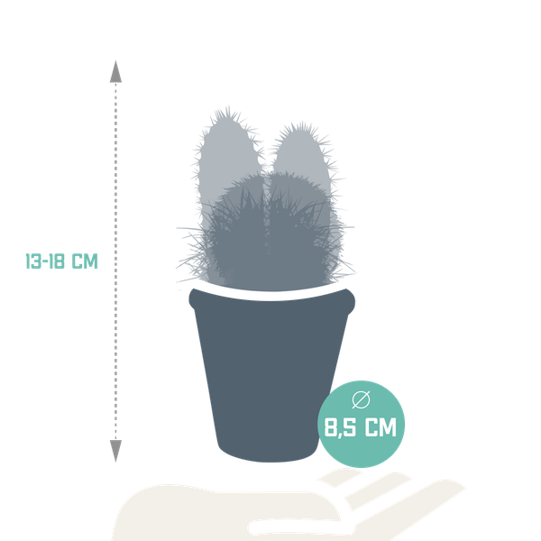 Cactus mix 8.5 cm - 3x - in terracotta pot