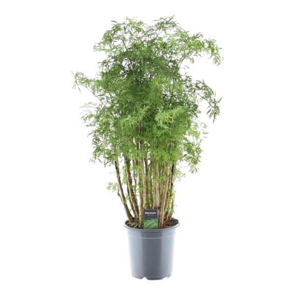 Polyscias Hawaiiana Ming - ↕90cm - Ø24cm