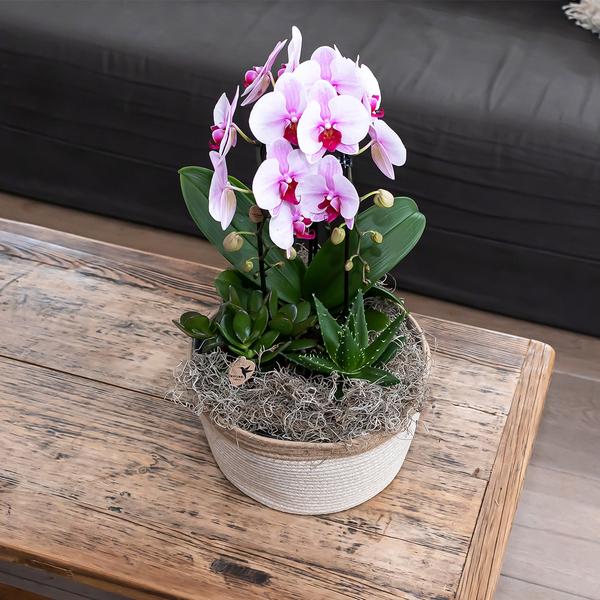 Roze Phalaenopsis orchidee - Niagara Fall - potmaat Ø12cm