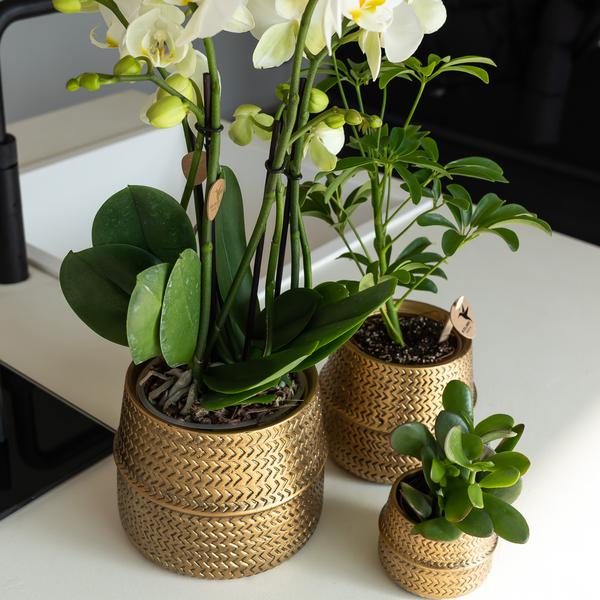 Kolibri Home | Pot de fleurs Groove - Pot décoratif en céramique dorée - taille du pot - Ø12cm