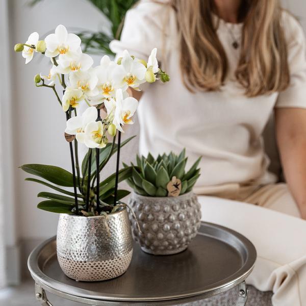 Kolibri Home | Elite Silber Topf - Ø12cm