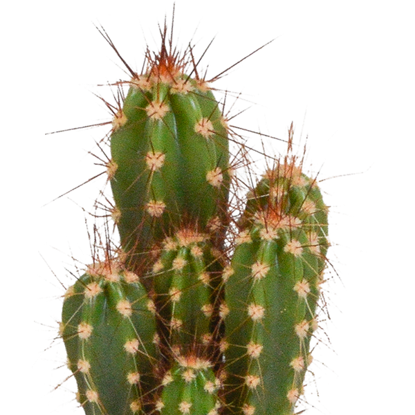 Cactus mix 5.5 cm - 5x - in witte pot