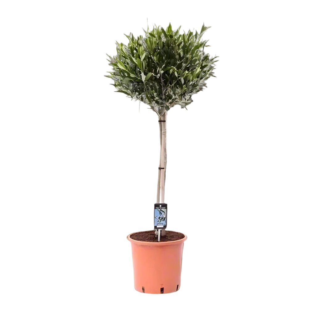 Olijfboom / Olea Europeae - ↕100cm - Ø22cm