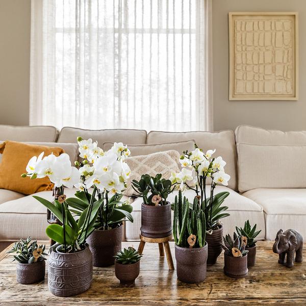 Bali sierpot - Bruin - Ø6cm