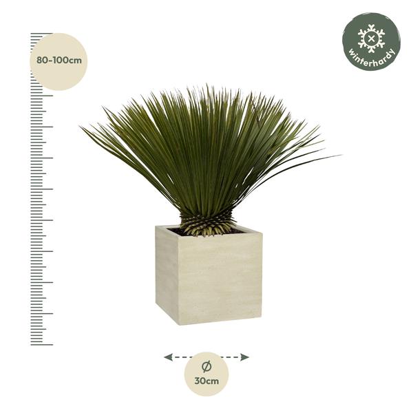 Yucca Rostrata - ↕80cm- Ø27cm