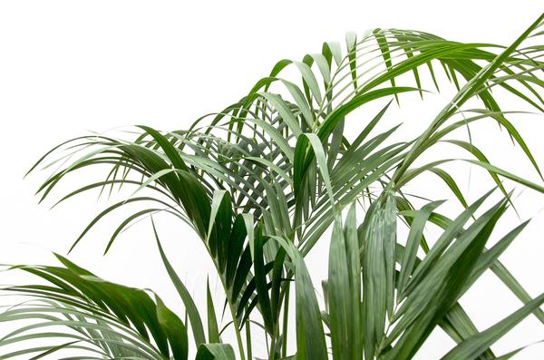 Kentia palm XXL - ↕180cm - Ø24cm