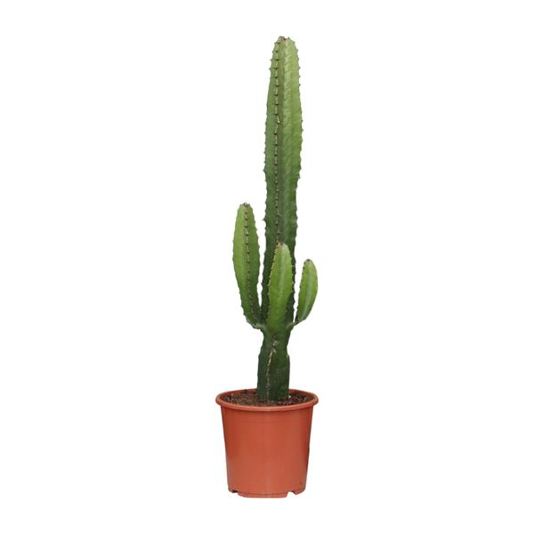 Euphorbia Acrurensis - ↕50cm - Ø17cm