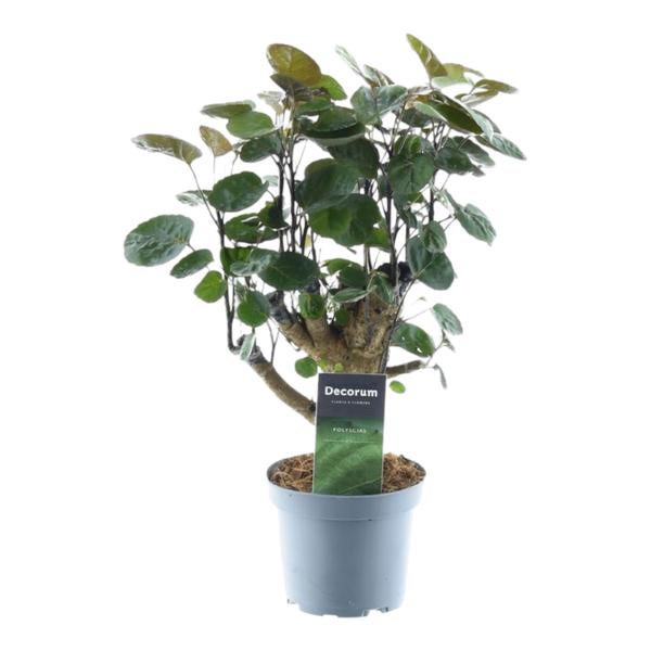 Polyscias Fabian - ↕45cm - Ø12cm