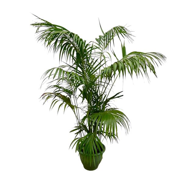 Kentia Palm XXL - ↕260cm - Ø35cm