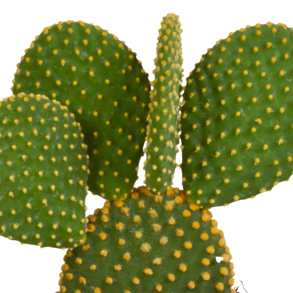 Cactus mix 10.5 cm - 3x - zonder pot