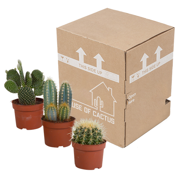 Cactus mix 10.5 cm - 3x - 12cm zonder pot