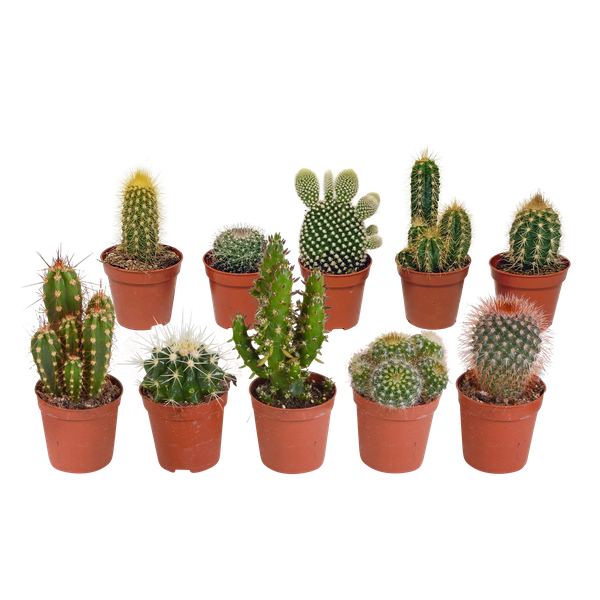 Cactus mix - ↕8-13cm - Ø6cm - 10x