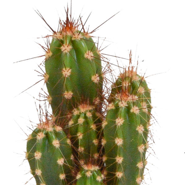 Cactus mix - ↕8-13cm - Ø6cm - 10x