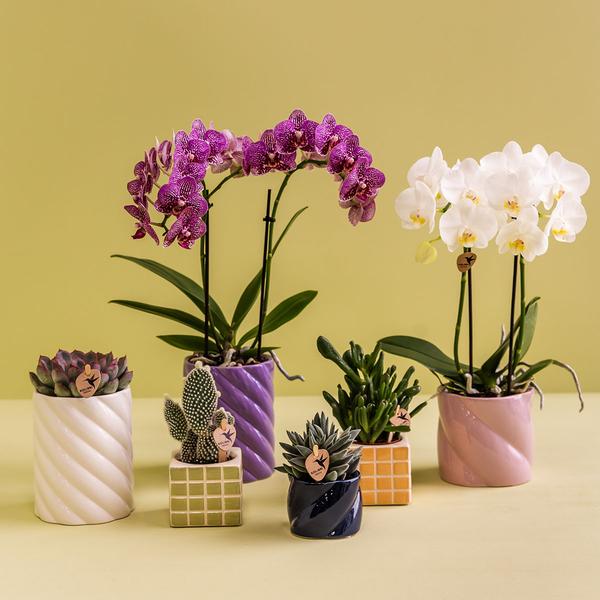 Kolibri Home | Pot décoratif Candy - Bleu - Ø6cm