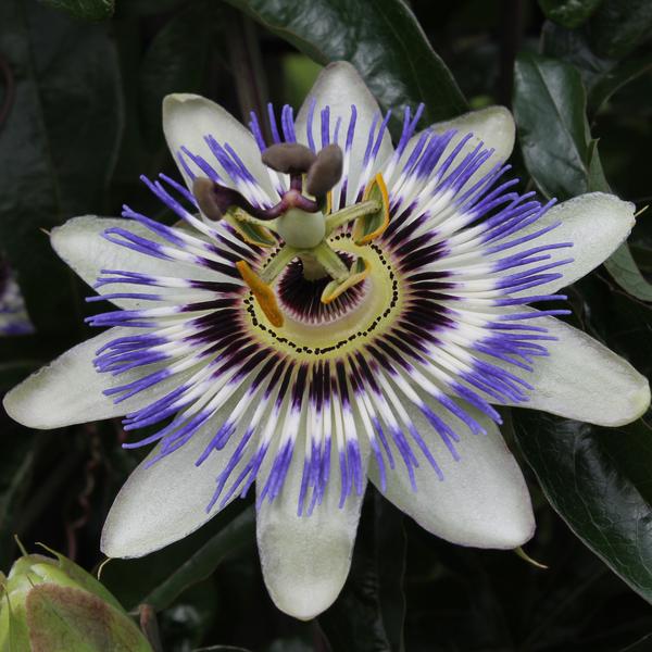 Passiflora Blauw caerulea - ↕65cm - Ø15cm