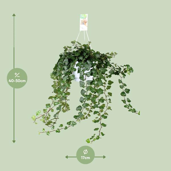 Hedera Wonder Green - ↕70cm - Ø17cm