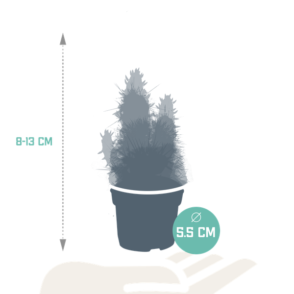 Cactus mix - 5 stuks - Ø5.5cm