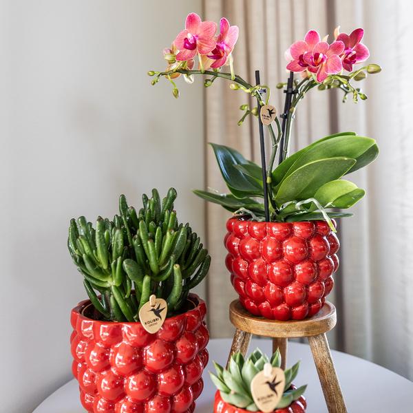Kolibri Home | Pot Berry - 12cm