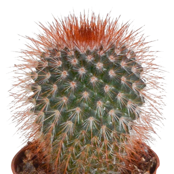 Cactus mix - 5 stuks - Ø5.5cm