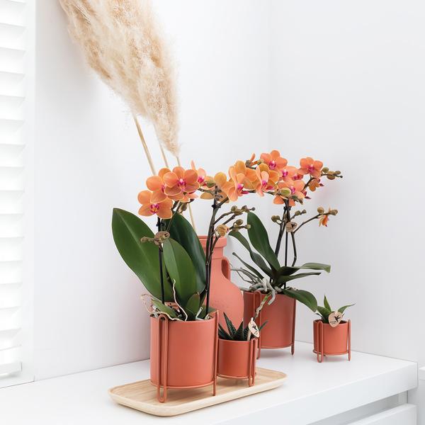 Oranje Phalaenopsis orchidee - Mineral Bolzano - potmaat Ø9cm