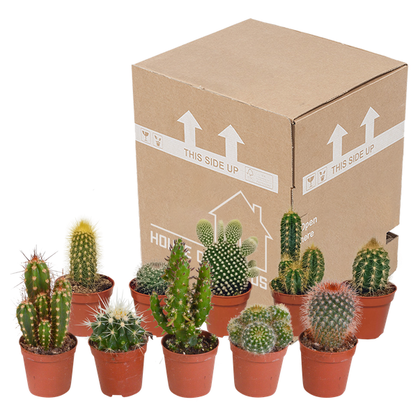 Cactus mix - ↕8-13cm - Ø6cm - 10x