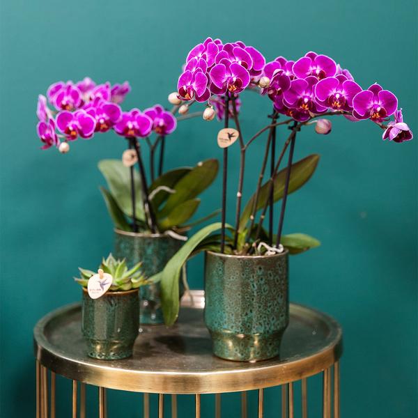 COMBI DEAL 4 paarse Morelia phalaenopsis orchideeën - Ø9cm
