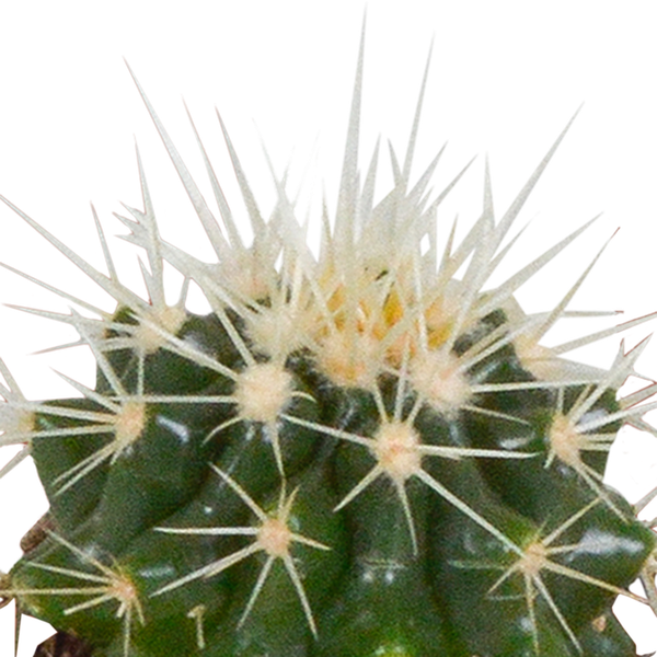 Cactus mix 5.5 cm - 5x - in witte pot