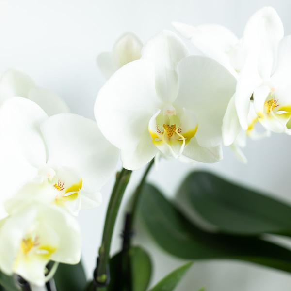 Witte Phalaenopsis orchidee - Jewel Ghent - potmaat Ø12cm