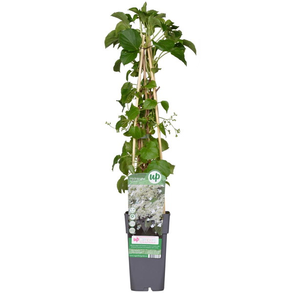 Hydrangea petiolaris - Klimhortensia - ↕65cm - Ø15cm