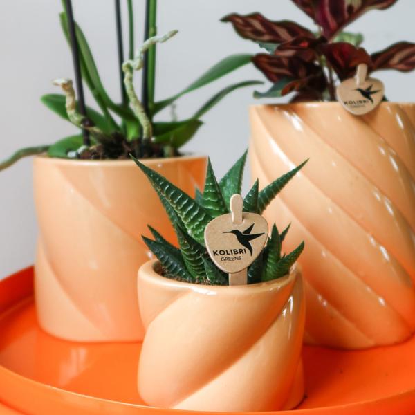Kolibri Home | Candy Zierpot - Pfirsich - Ø6cm