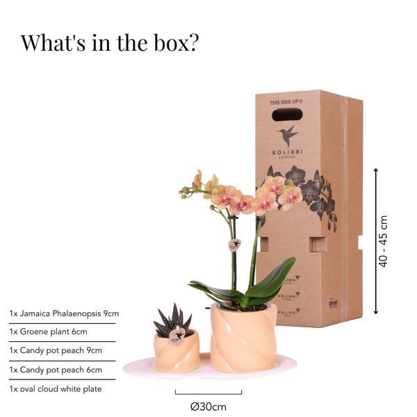 Gift set Optimism small peach | Groene plant met oranje Phalaenopsis orchidee in Candy sierpotten op wit organisch dienblad