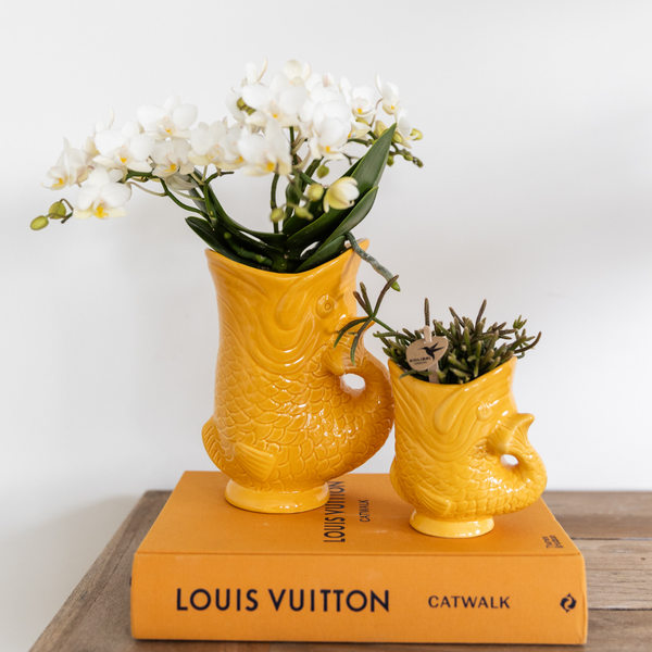 Witte phalaenopsis orchidee - Nazaré - potmaat Ø9cm