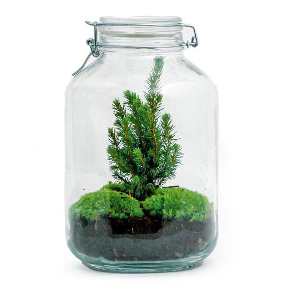 DIY - Weihnachts-Terrarium ↕28cm - Ø18cm