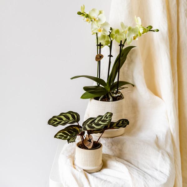 Bali sierpot - Off White - Ø9cm