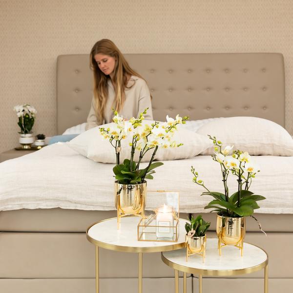 Witte phalaenopsis orchidee - Lausanne - potmaat Ø9cm