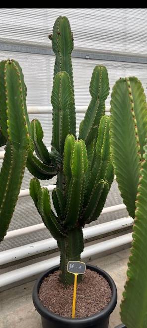 XXL Cactus / Euphorbia Ingens – ↕200cm (h. incl. pot) – Ø57cm