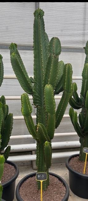 XXL Cactus / Euphorbia Ingens – ↕210 cm (h. incl. pot) – Ø57cm