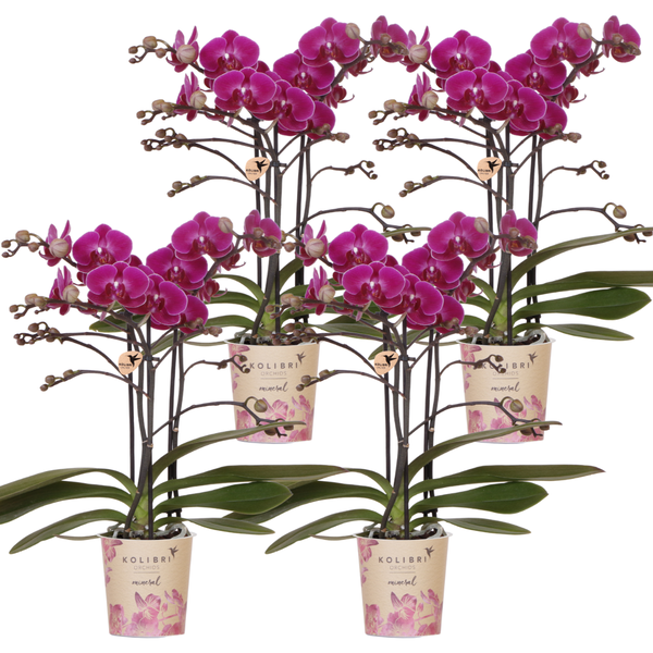 COMBI DEAL 4 paarse Morelia phalaenopsis orchideeën - Ø9cm