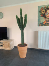 XXL Cactus / Euphorbia Ingens - ↕200cm (h. incl pot) - Ø50cm
