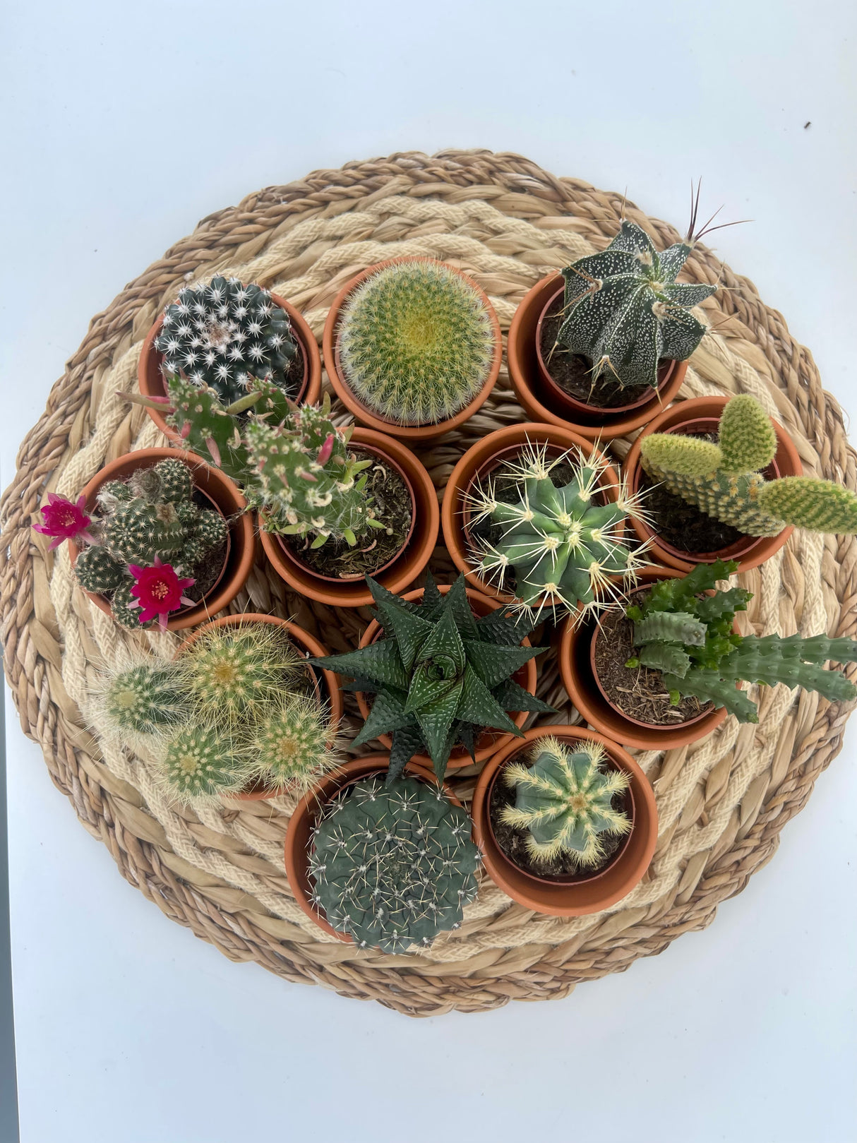 45 stuks mini cactus en vetplanten mix