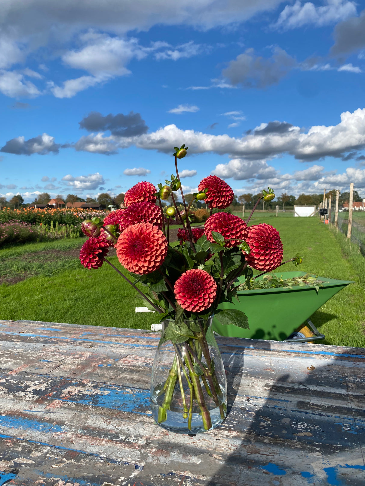 Red Dahlia