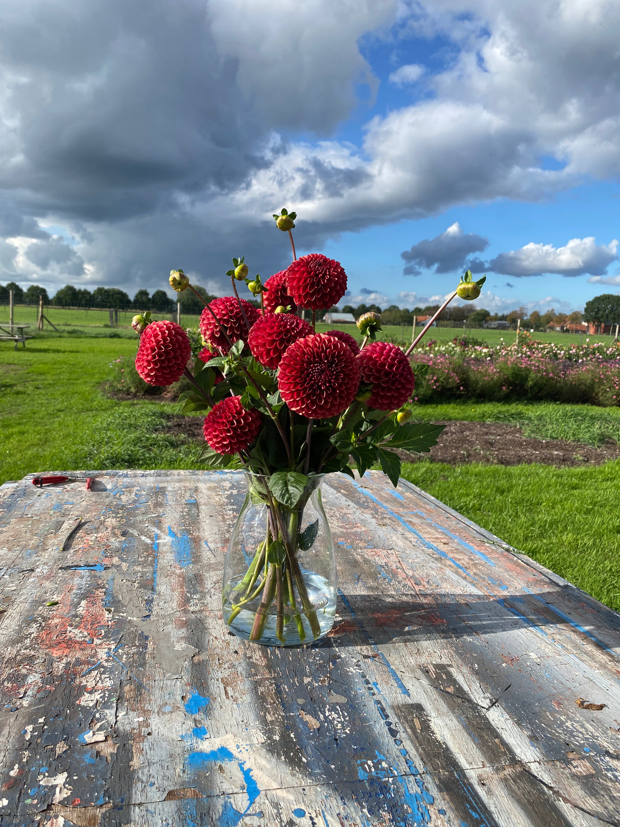 Red Dahlia