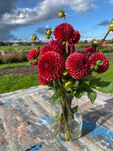 Red Dahlia