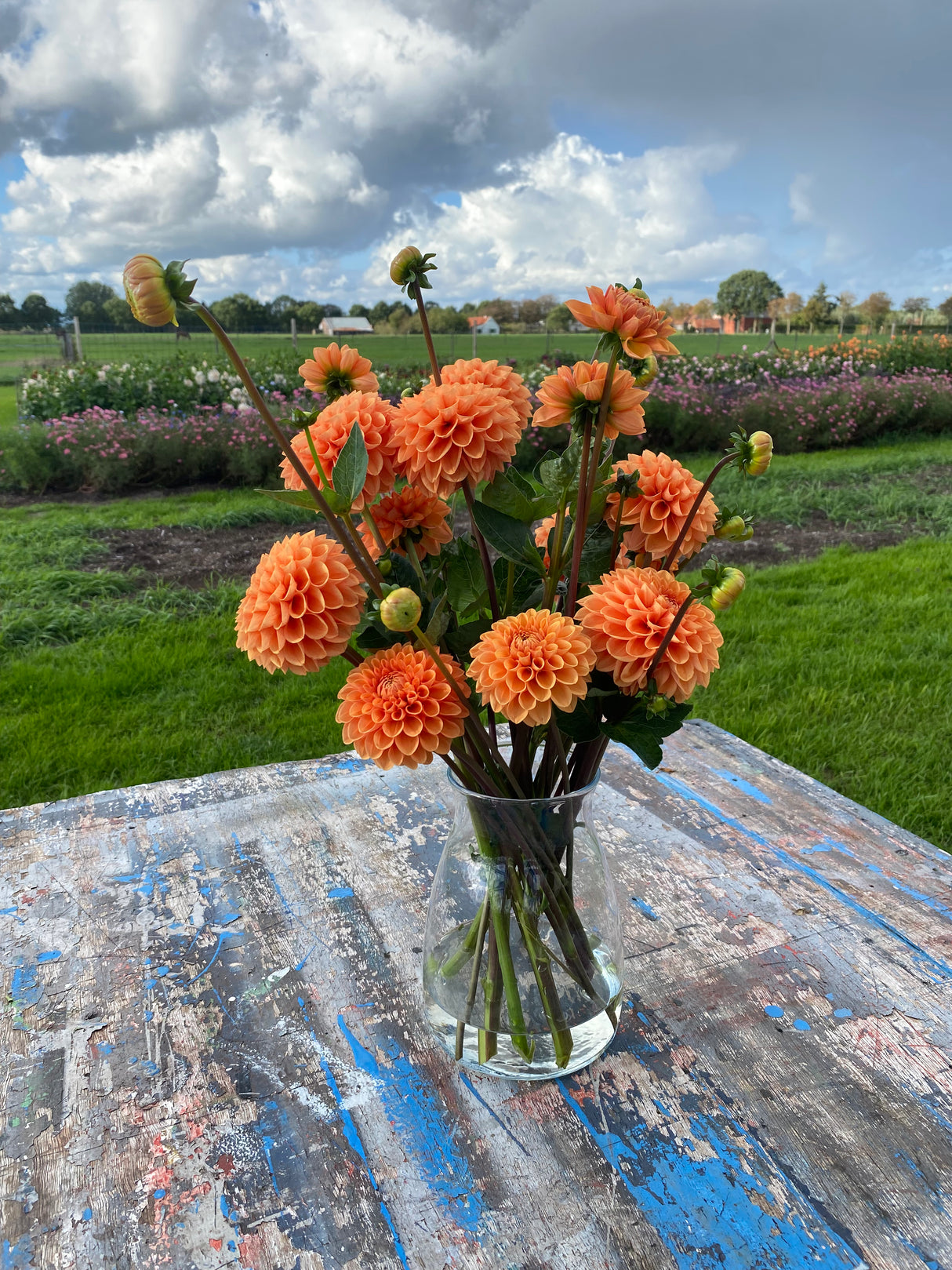 Orange Dahlia