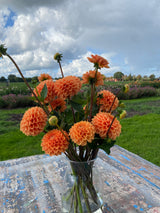 Orange Dahlia