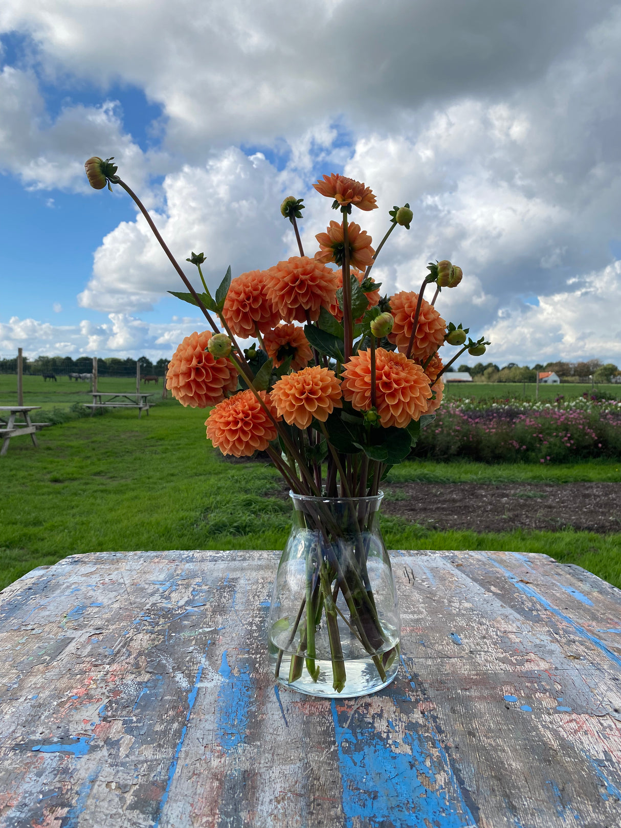 Orange Dahlia