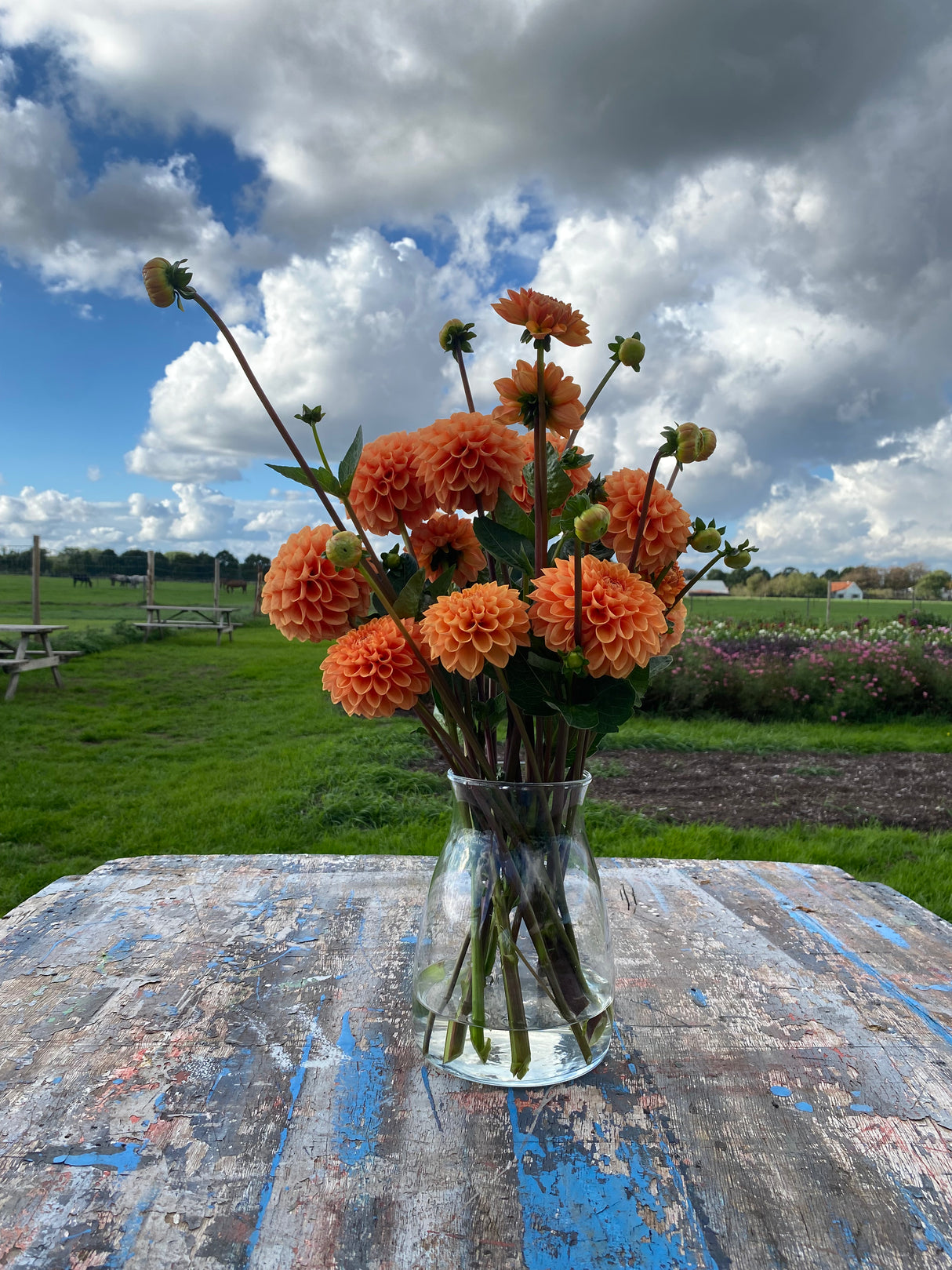 Orange Dahlia