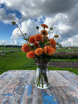 Orange Dahlia