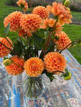 Orange Dahlia